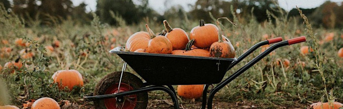 Bostin Pumpkins