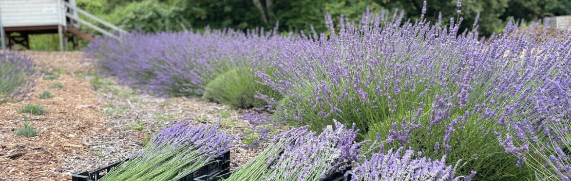 Lavender Harvest Celebration