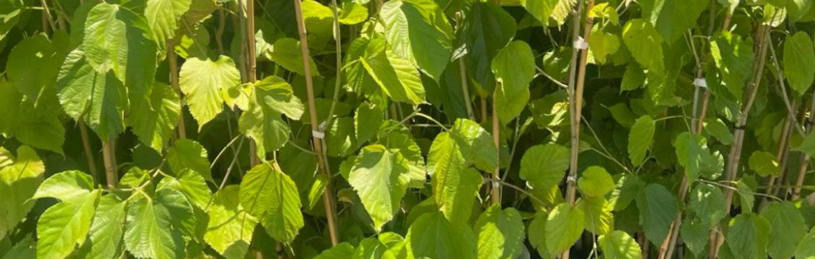 Purple Himalayan Mulberry Tree - Pickup (Staging)