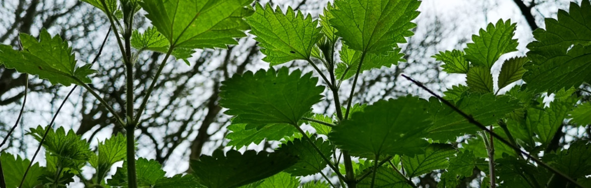 Herbal 1st Aid with Heartfelt Herbs