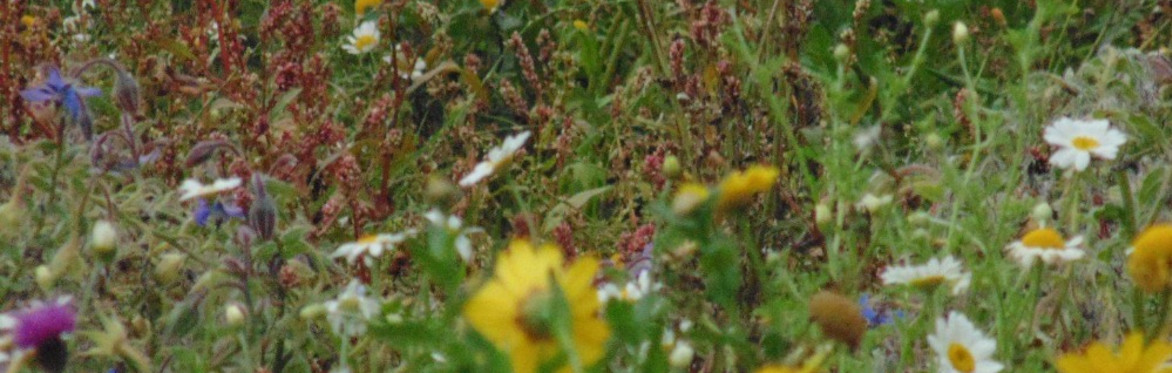 Biodiversity for Business in Tipperary