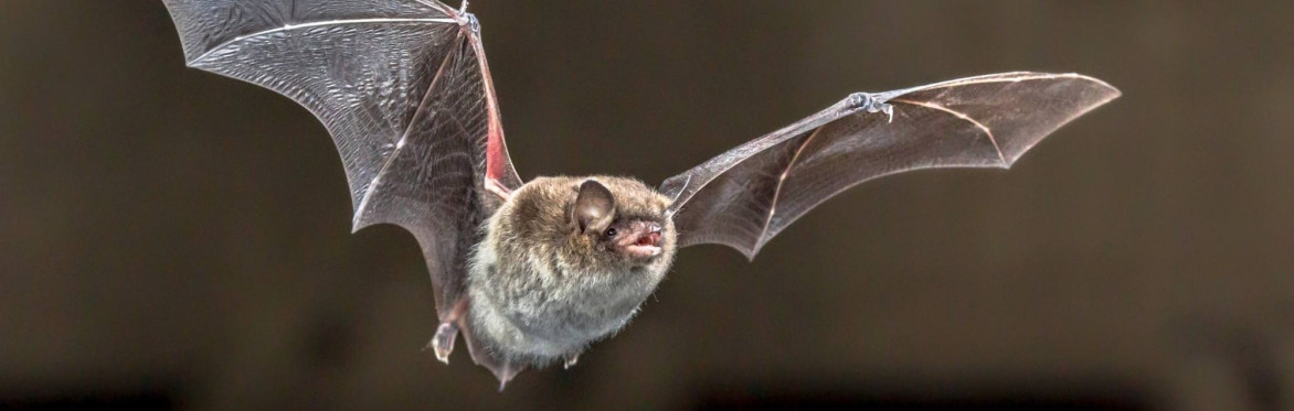 Bats in the Wiltshire landscapes - free talk, seeds and trees!