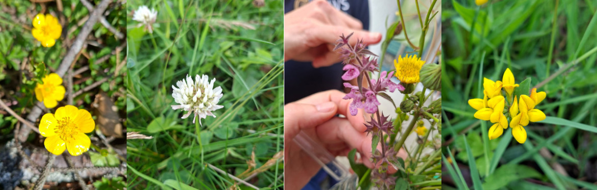 Woodland & Wildflower Nature Walk