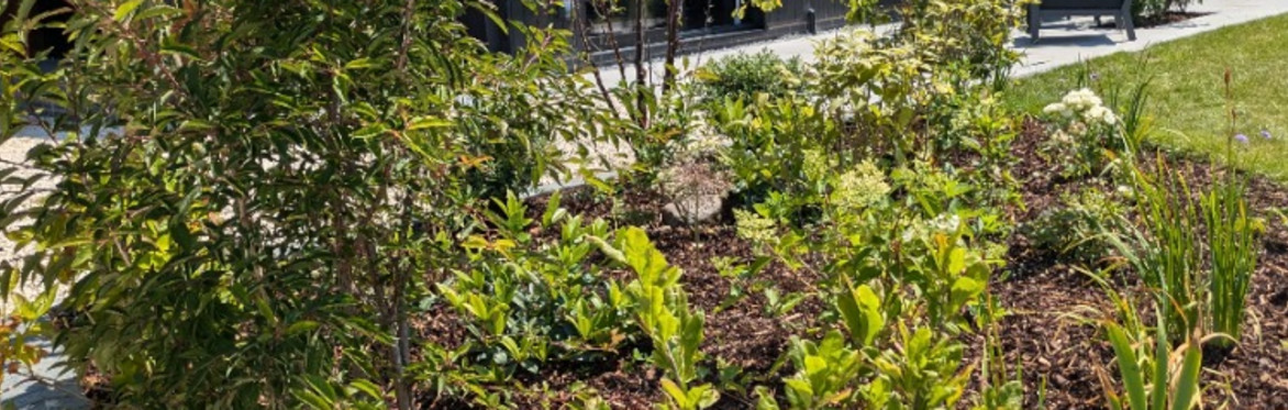 Form, Flow + Foliage - Designing A Garden Naturally