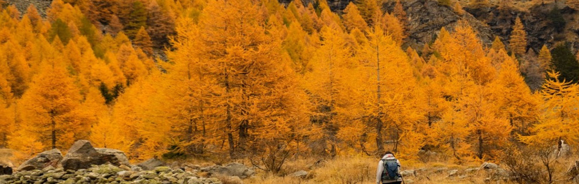 L'oro dei larici: S. Giacomo di Fraele - Valle Alpisella - Sorgenti dell'Adda