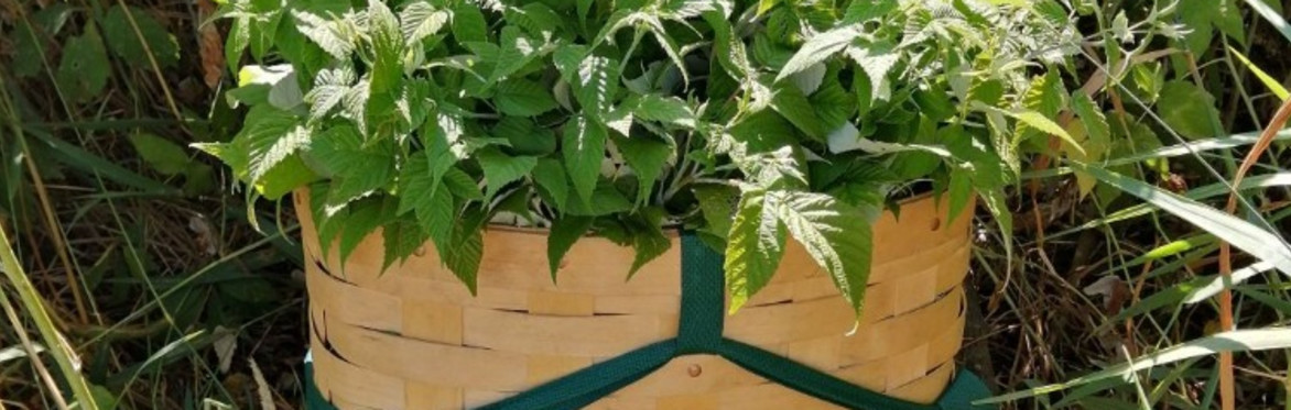 How Plants Move Us - Summer Edition