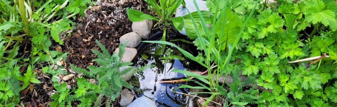 Mini pond for wildlife, seen from above, in a small Dublin garden