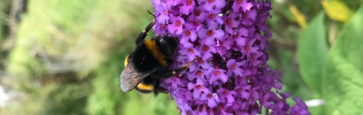 Bee on buddleia
