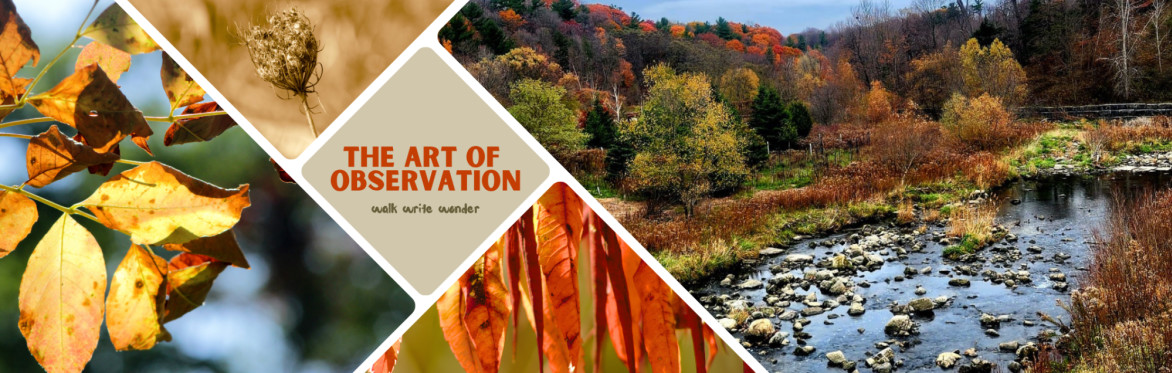 The Art of Observation