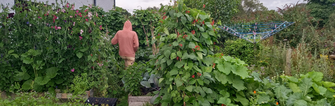 Food Growing in Temperate Rainforest - back garden scale