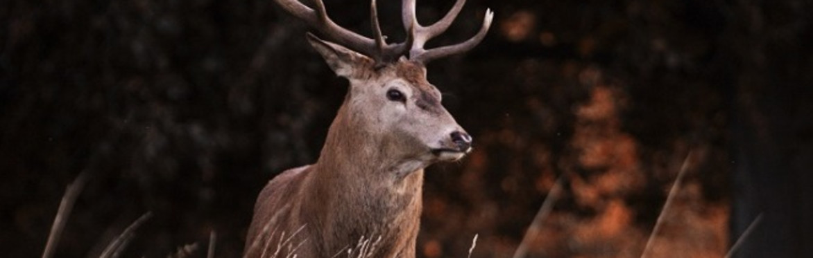 Il bramito del cervo | Val Zebrù: Fantelle - Rifugio Campo