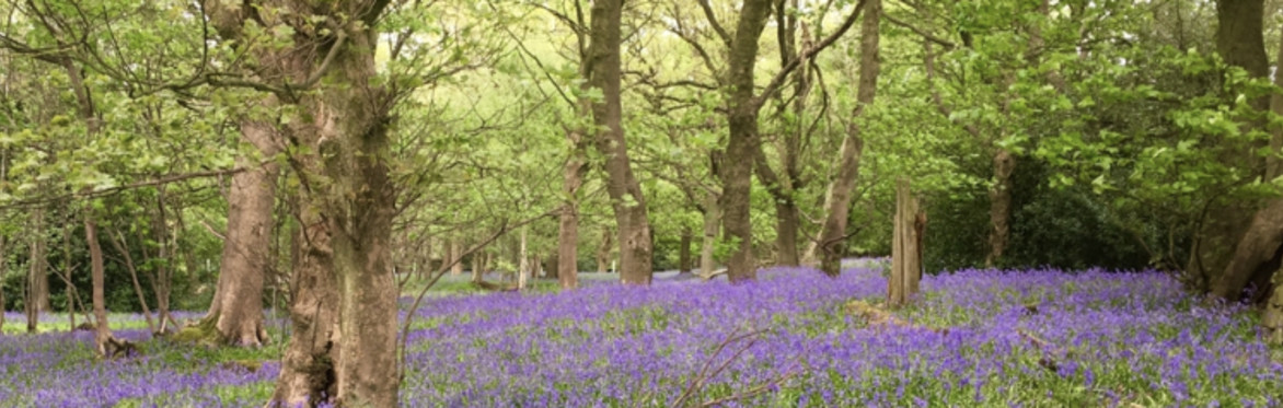 an ancient woodland with mature trees, and the woodland floor carpeted with bluebells