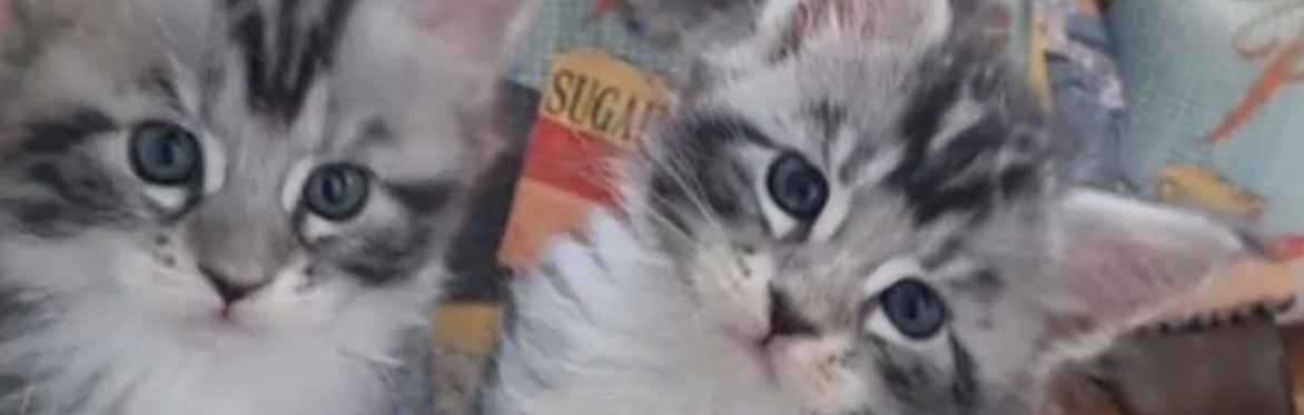 Meet our Maine Coon Athena and her kittens !