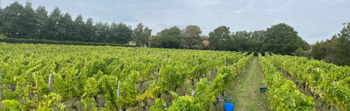 Hazel End Vineyard Tour and Tasting
