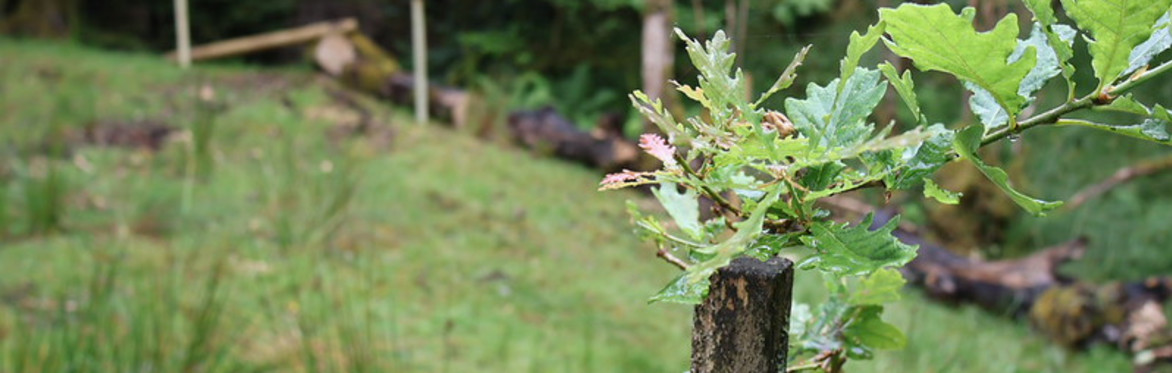 Waters of LIFE Riverside Tree Planting in Wicklow