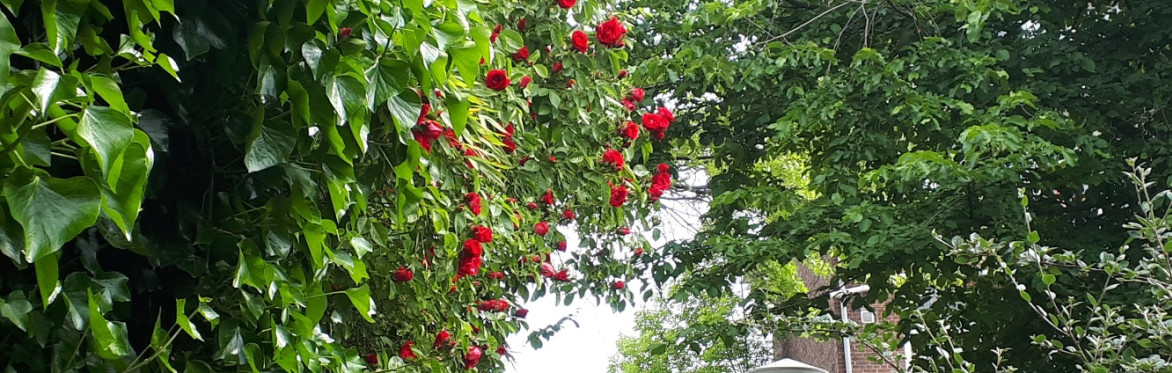 Green City Witch Walk - August 2026