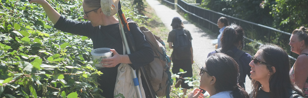 people foraging on a bank of blackberries