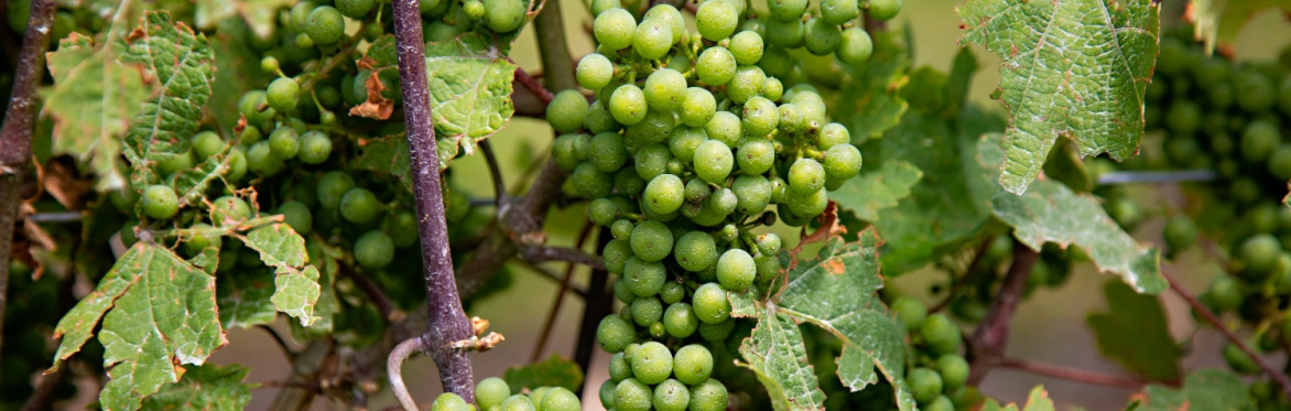 Cover Cropping in Ontario Vineyards
