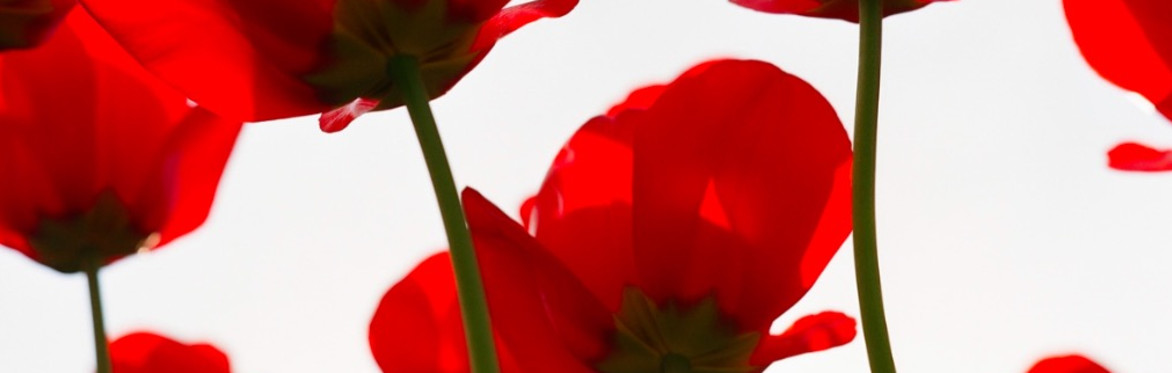 Southport Branch Remembrance Dinner 2026