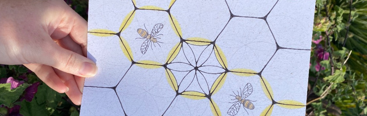 Geometry in Nature: From Seed to Honeycomb