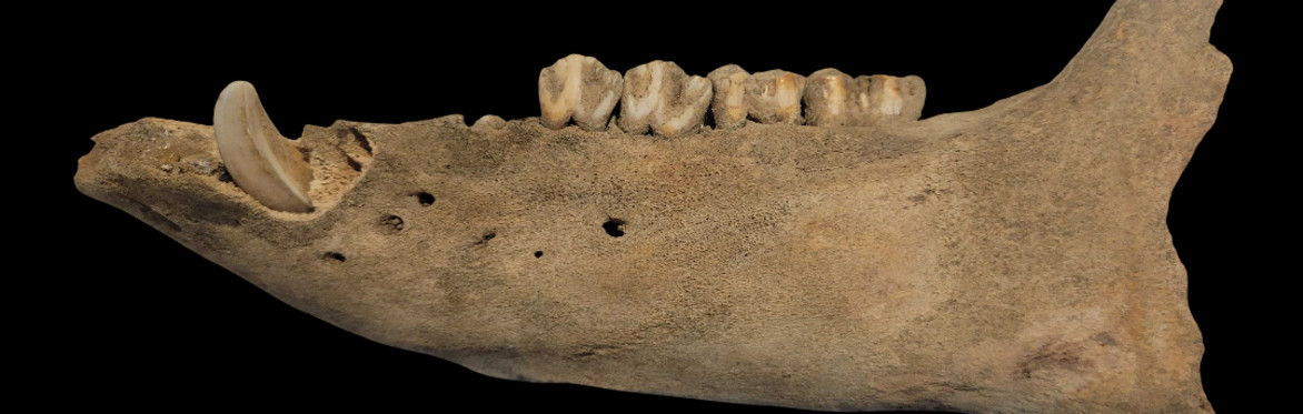 Archaeology Lecture Series: You Are What You Eat - What Faunal Remains Tell Us About Historic Life
