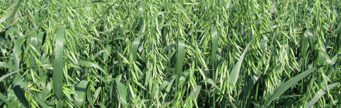 Strategic Cover Cropping: Tailored Solutions for Farm-Specific Challenges and Herbicide Integration