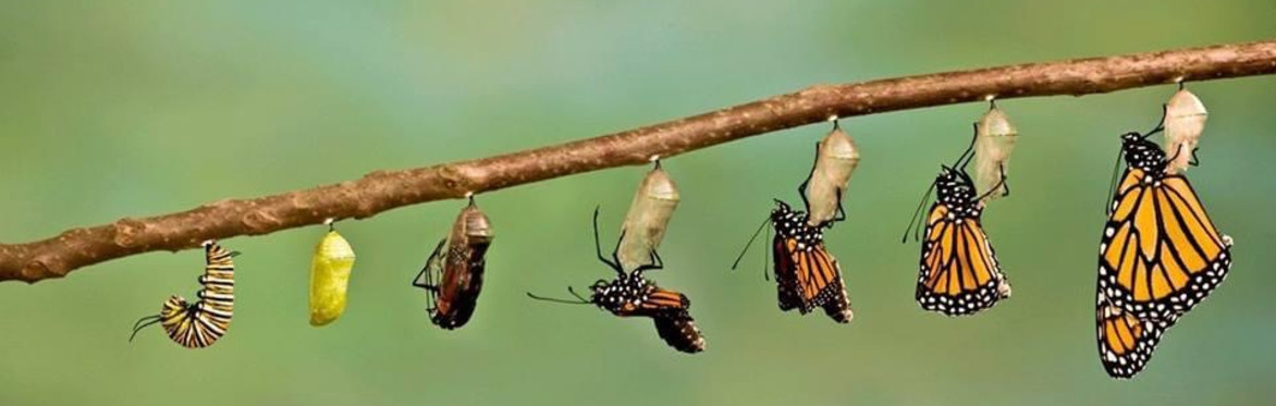 Different stages of a butterfly as it transforms from a cacoon into a butterfly.