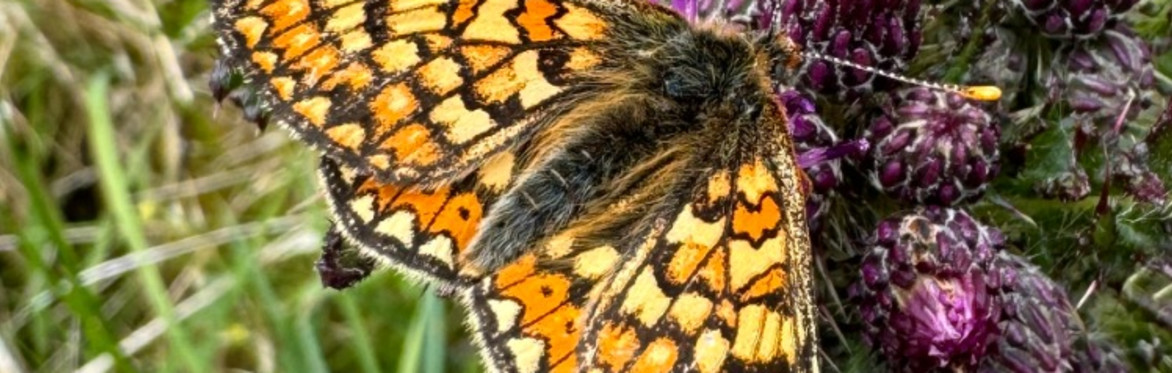 Marsh Fritillary Survey Training