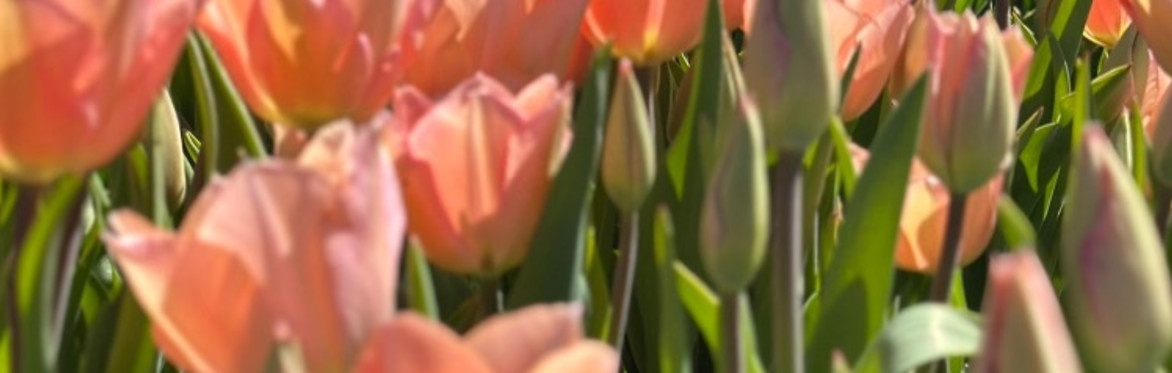 Pick Your Own Tulips - Greystone Flowers Farm - 12pm