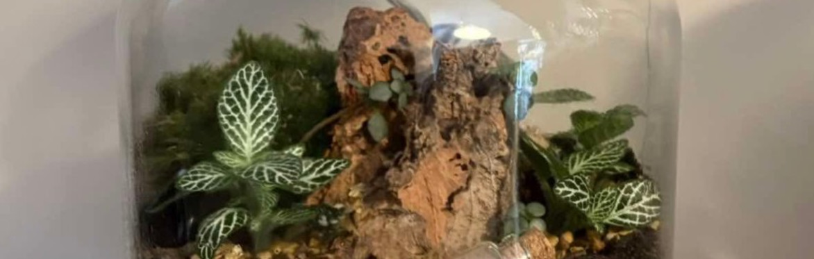 Closed Terrarium Workshop
