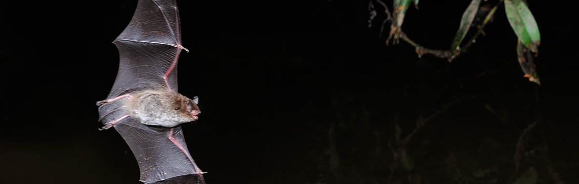Bat Safari in Castlefinn