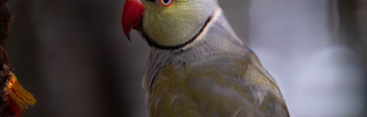 Indian Ringneck Parakeet at Bird Gardens of Naples