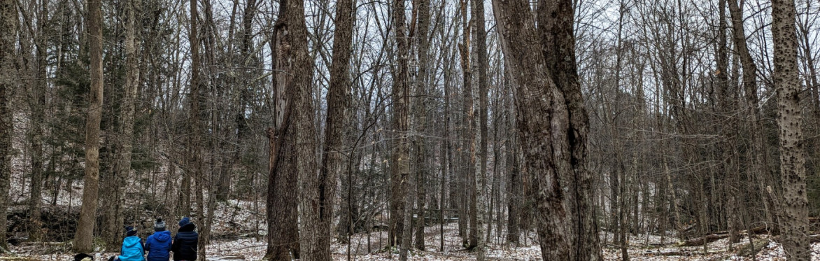 Guided Winter Mindfulness Hike