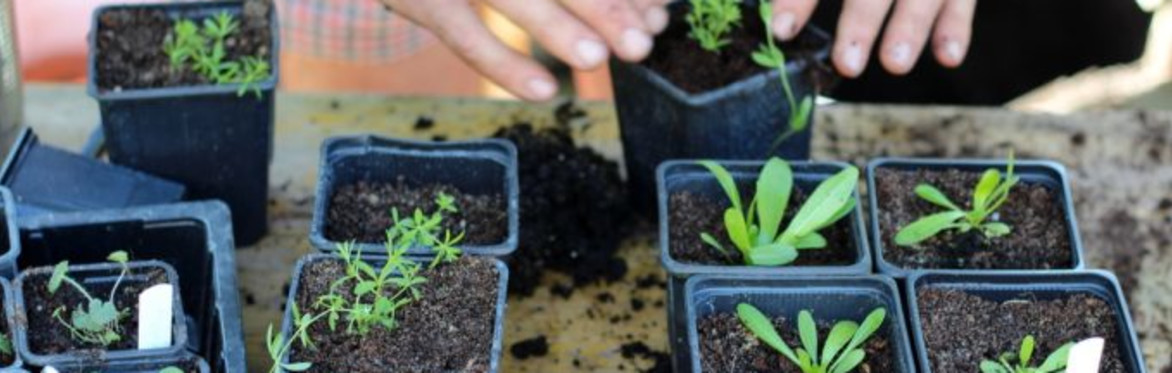 Pricking out at the Garden House