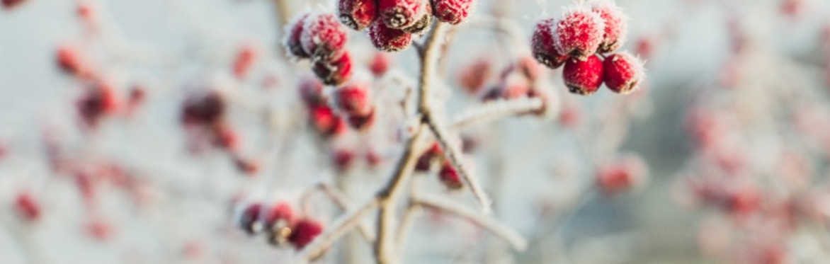 Winter Solstice & New Moon Sound Bath