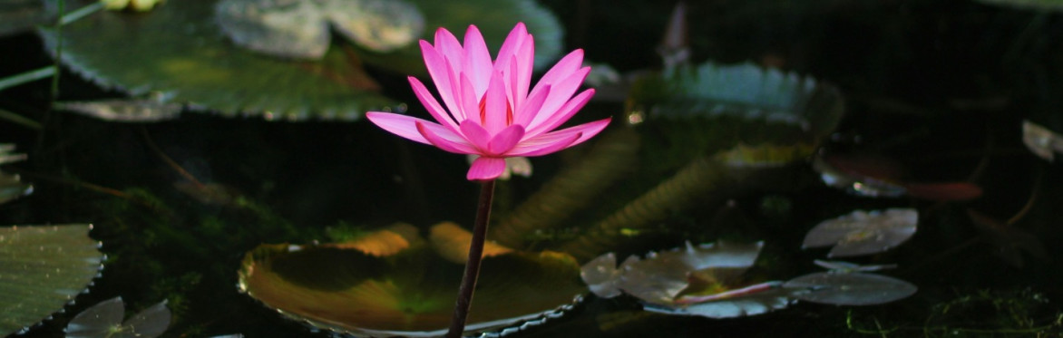Spirituality and Psychiatry: Improving therapeutic alliance and patient outcomes