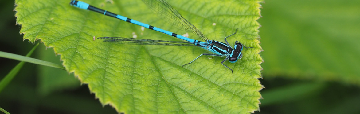 Delightful Dragonflies