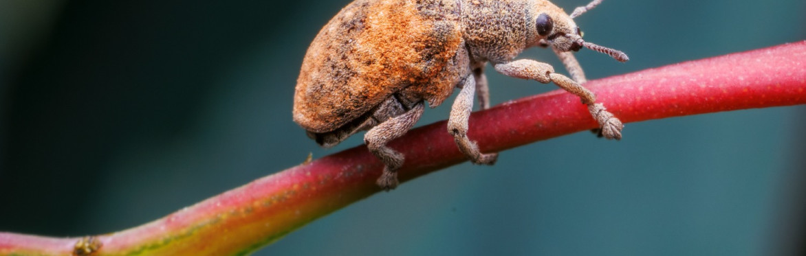 The Dynamics of Agricultural Pests: leveraging data from genome to landscapes