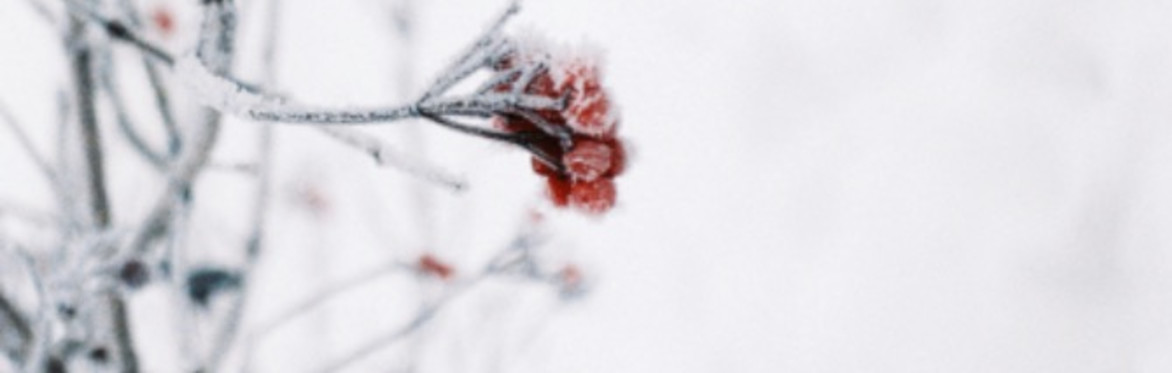 Welcome to Winter: A reflective writing group for the winter months.
