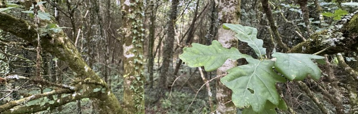Waters of LIFE Woodland Creation Walk and Talk - Graney