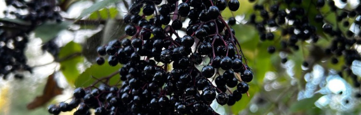 Elderberry Wine Workshop