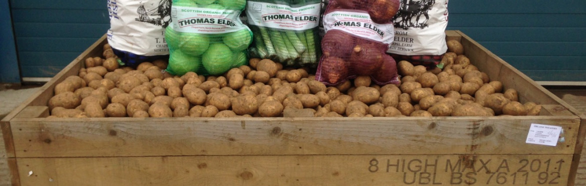 Farm walk at Chapel Organics