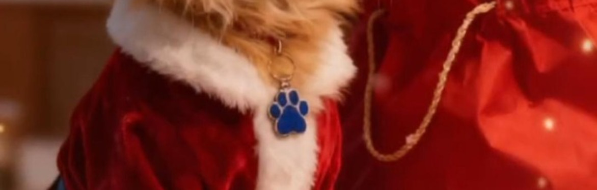 An Evening with Dollzuki Maine Coon Cats - Santa Claws