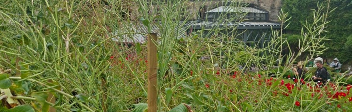 Seed Saving Walk & Talk