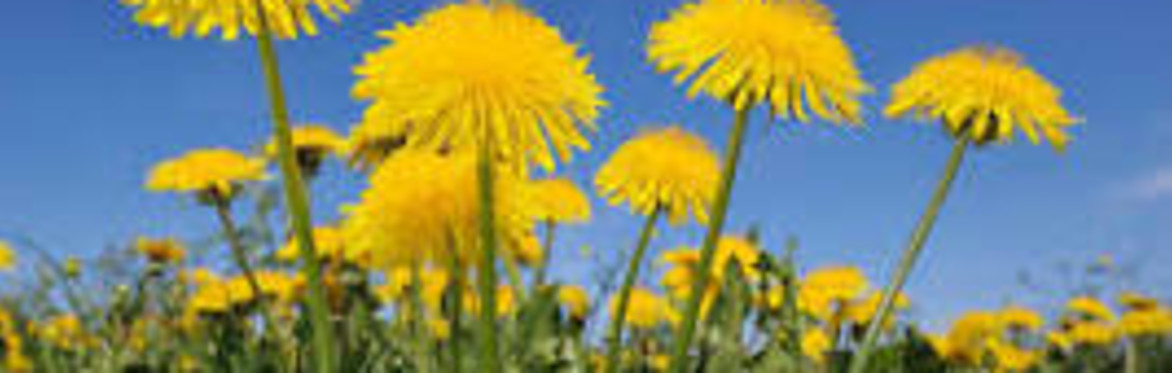 Seasonal Makers @ Fur Clemt - DANDELION HONEY