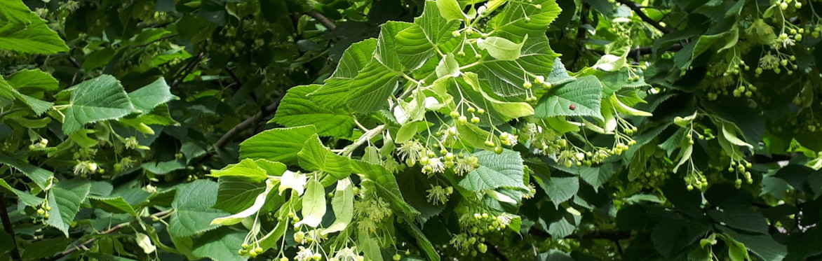Midsummer Celebration - For Druids, Witches & Friends