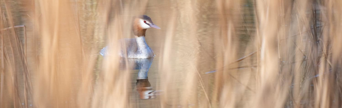 Guided Twilight Nature walks
