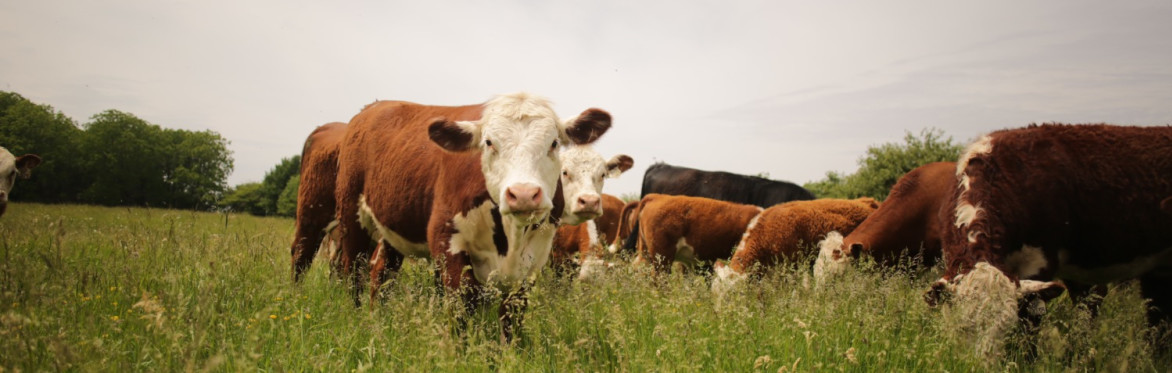Connecting Forage Quality and Animal Health in Rotational Grazing Systems