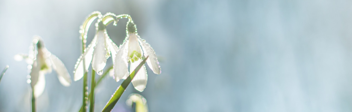 White snowdrop flower on a blue background, backlit by the sun