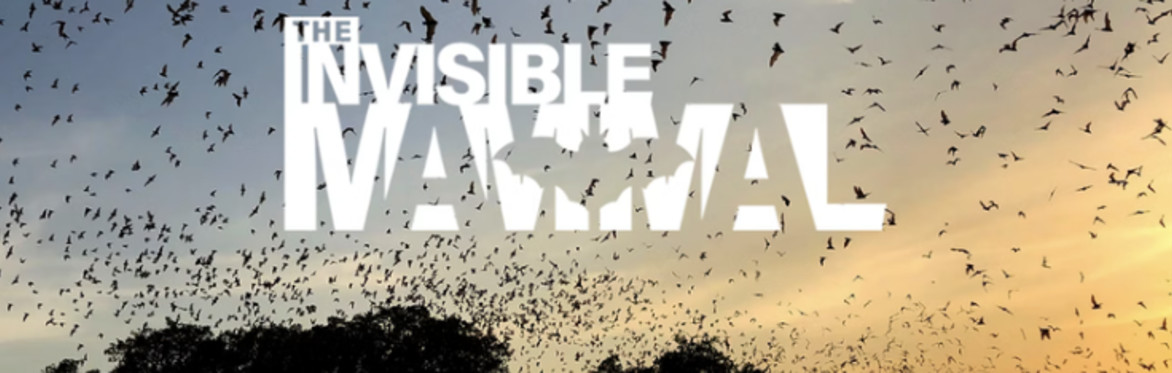 The Invisible Mammal